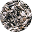 Sunflower seeds